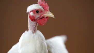 Is hen a chicken or turkey?