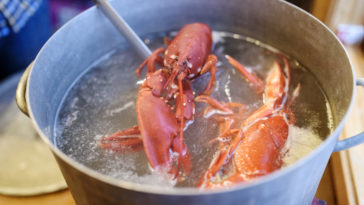 Is it illegal to boil lobsters alive UK?