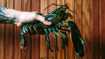 Is it illegal to boil lobsters alive in the US?