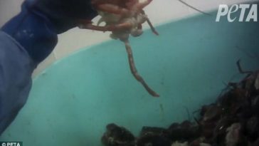 Is killing lobster cruel?