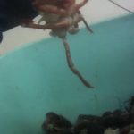 Is killing lobster cruel?