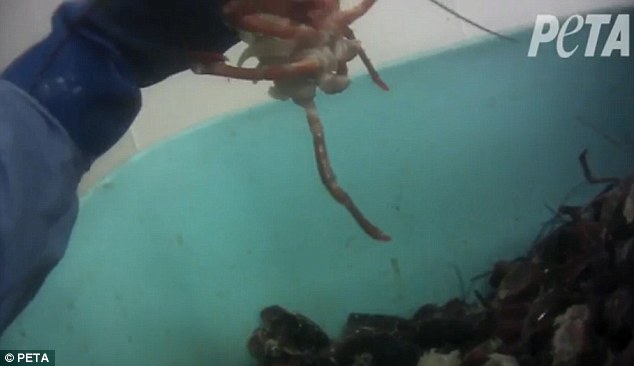 Is killing lobster cruel?