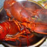 Is lobster cheaper in Maine?