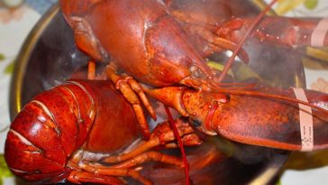 Is lobster cheaper in Maine?
