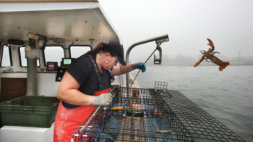 Is there a lobster season in Maine?