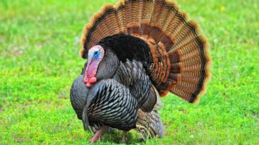Is there a turkey shortage?