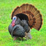 Is there a turkey shortage?