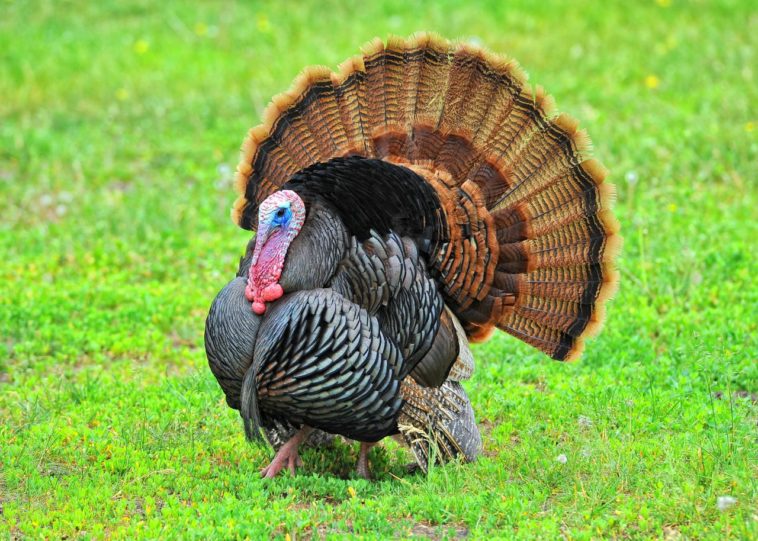 Is there a turkey shortage?