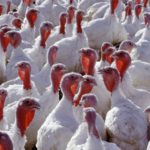 Is there a turkey shortage 2020?