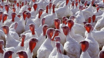 Is there a turkey shortage 2020?