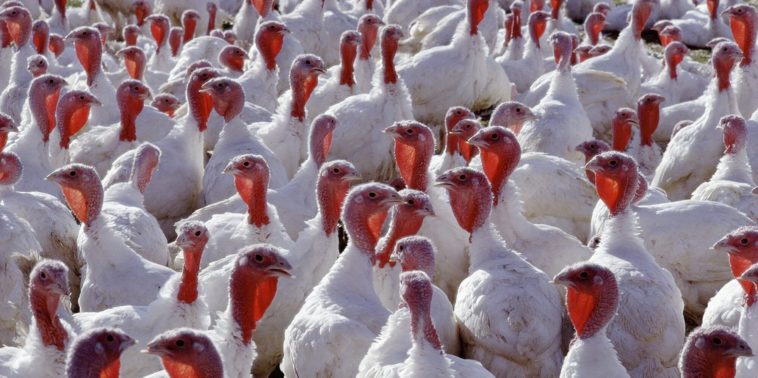 Is there a turkey shortage 2020?