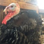 Is there money in raising turkeys?