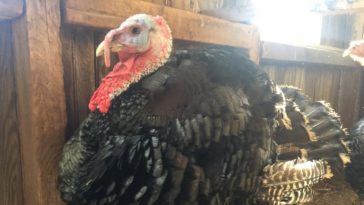 Is there money in raising turkeys?