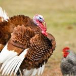 Is turkey more lean than chicken?