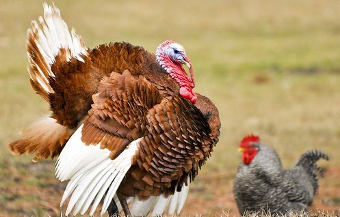 Is turkey more lean than chicken?