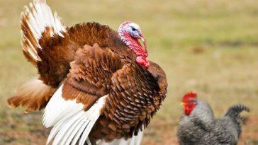 Is turkey more lean than chicken?
