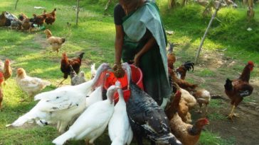 Is turkey raising profitable?