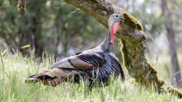 What 5 states consume the most turkey?