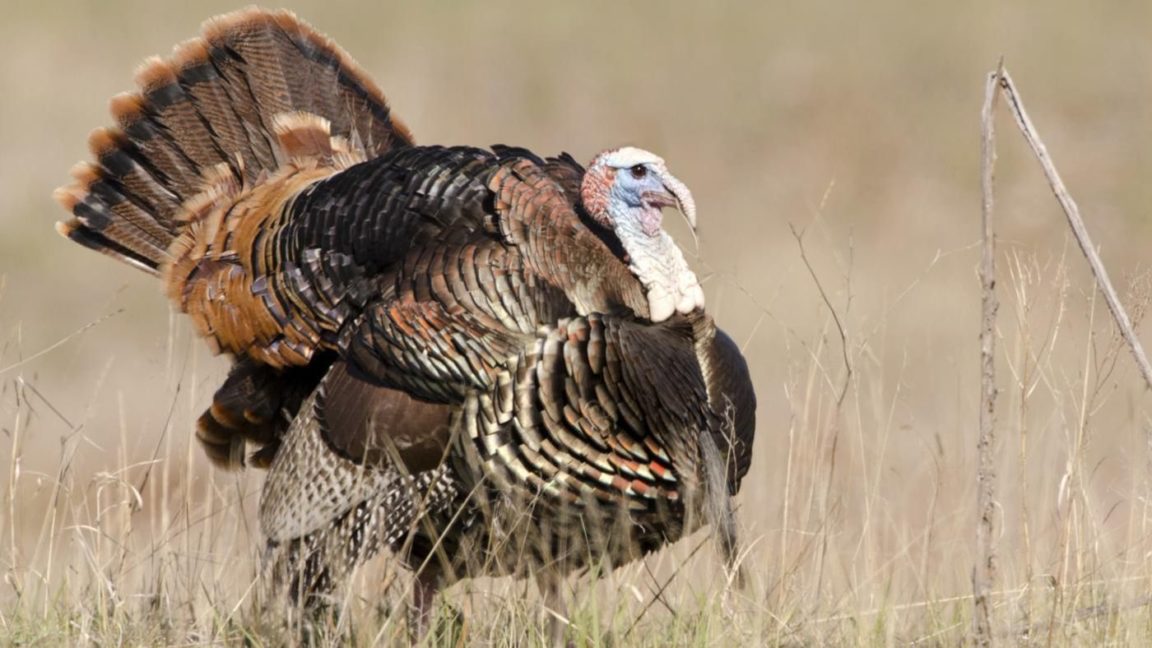 What are male turkeys called 