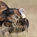 What are male turkeys called?
