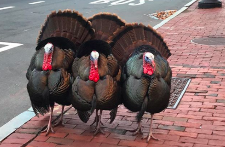 What can you serve instead of turkey?