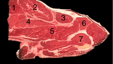 What cut of meat is seven steak?