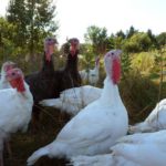 What does a free range turkey cost?