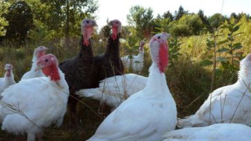 What does a free range turkey cost?