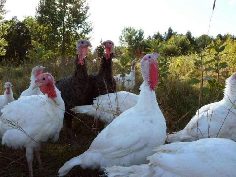 What does a free range turkey cost?