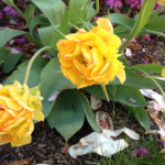 What does rose feel like?