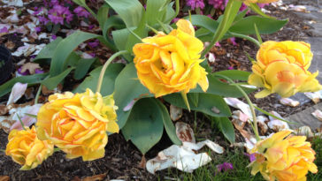 What does rose feel like?