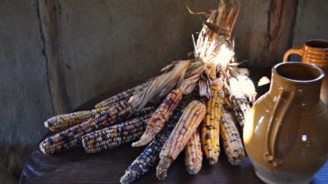 What food did the Pilgrims eat for Thanksgiving?