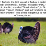 What is a Turkey called in India?
