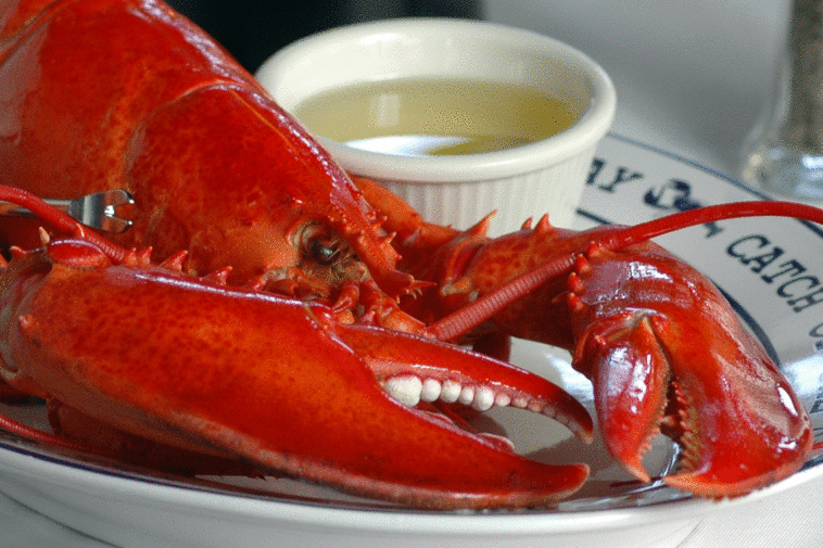 What is a good price for lobster?