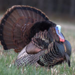 What is a tom turkey?