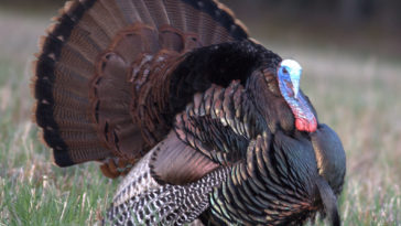 What is a tom turkey?