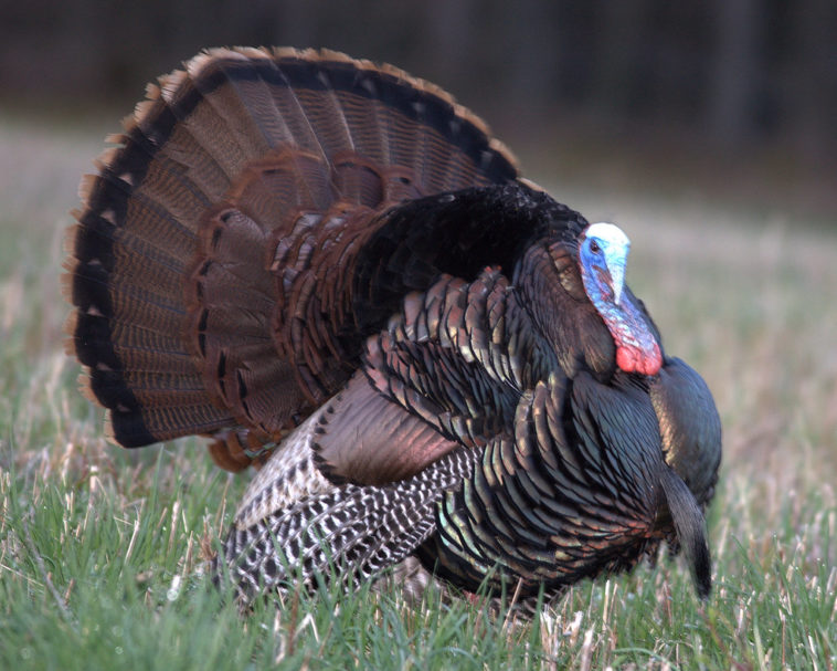 What is a tom turkey?