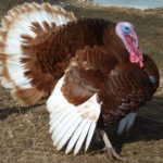 What is considered a large turkey?