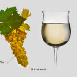What is in Moscato wine?