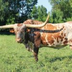 What is the LongHorn eClub?