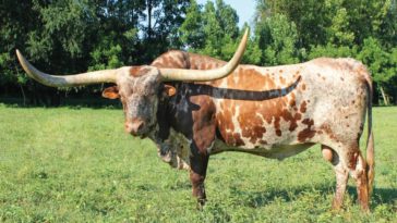 What is the LongHorn eClub?