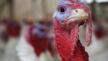 What is the difference between a white turkey and a regular turkey?