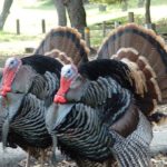 What is the difference between male and female turkeys?