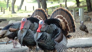What is the difference between male and female turkeys?