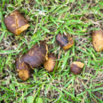 What is turkey poop called?