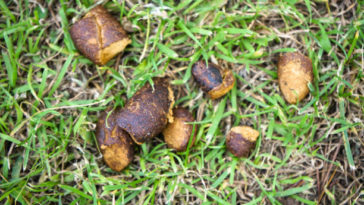 What is turkey poop called?