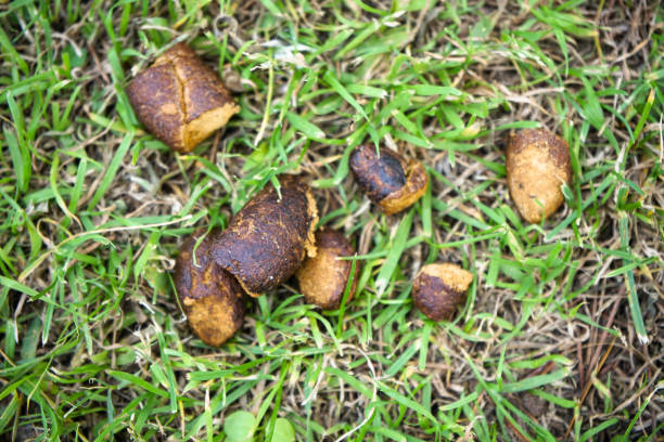 What is turkey poop called?