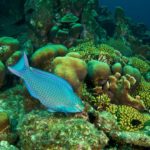 What kind of fish Does Golden Corral serve?