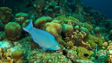 What kind of fish Does Golden Corral serve?