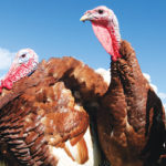 What of people prefer turkey as their meat on Thanksgiving?